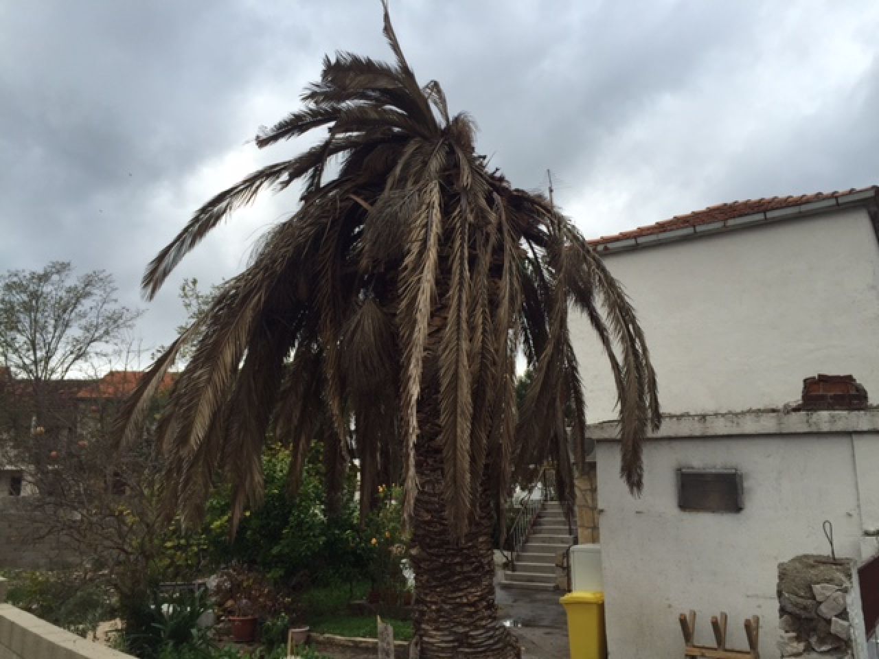 Poziv mještanima vezano uz oboljele palme na području općine Tisno