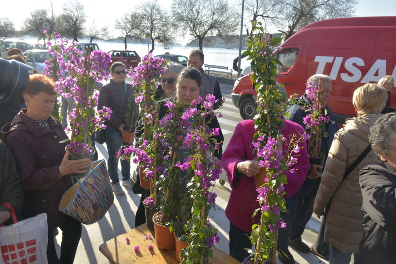 Podijeljeno 1000 bugenvilija za cvjetnu Općinu Tisno 