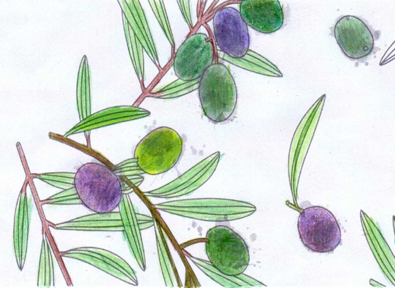 Poziv na predavanje o maslinarstvu