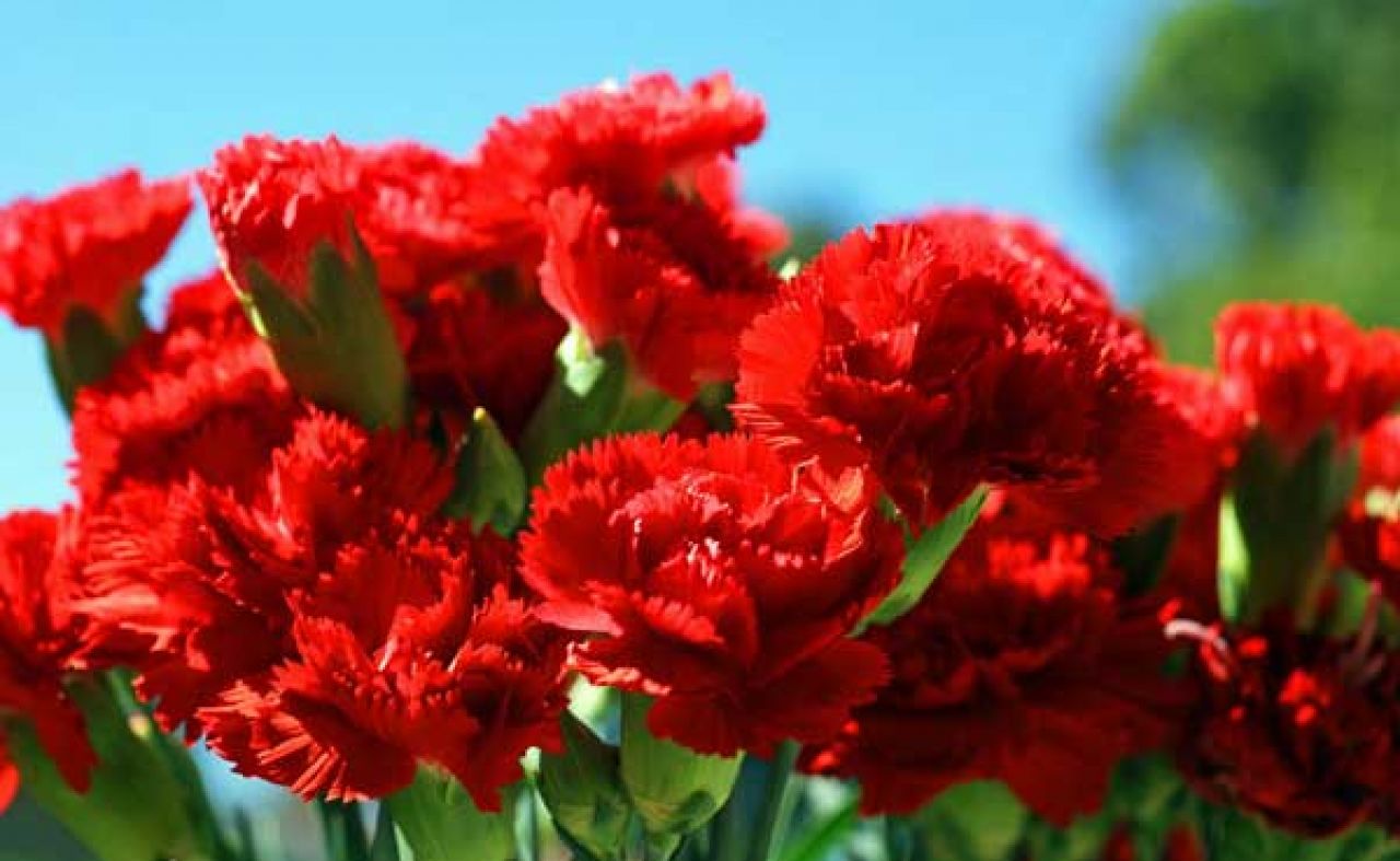 Čestitka povodom 1. svibnja - Međunarodnog praznika rada 