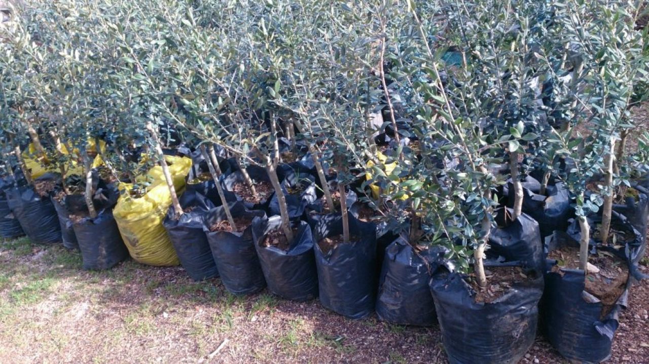 Poticajni uzgoj masline u Općini Tisno 